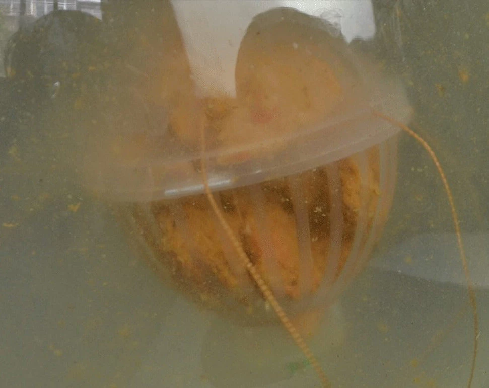 Angler's Emporium Terminal Tackle Asian Carp Feeder Rig 3 Angler's Emporium Terminal Tackle Asian Carp Feeder Rig