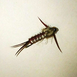 Angler's Emporium Bead Head Woven Stonefly Nymph 1 Angler's Emporium Bead Head Woven Stonefly Nymph