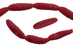 Angler's Emporium Berkley Gulp Euro Larvae Panfish Baits (100 Pack) Microfishing