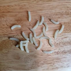 Angler's Emporium Baits & Lures Custom Soft Maggots 26 Angler's Emporium Baits & Lures Custom Soft Maggots