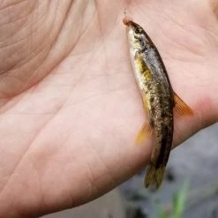 Angler's Emporium GUTS Fiberglass 60 Cm (24