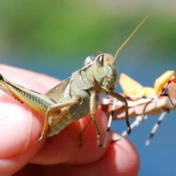 Angler's Emporium Morrish Foam Hopper Terrestrial Fly Fly Fishing