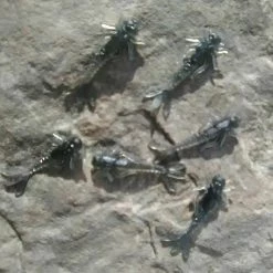 Angler's Emporium Fly Fishing Custom 1.2